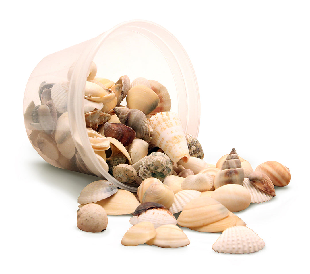 SEA SHELLS - 5OZ - NATURAL MIX