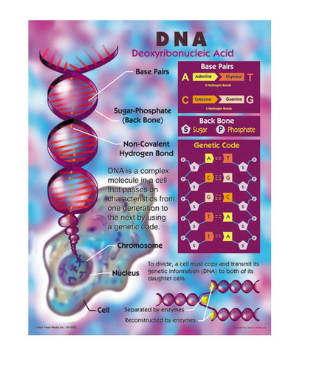 LEARNING CHART: DNA 17"X22"