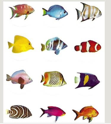 STICKER: JUMBO FISH CIRCLES  2"  10 SHEETS