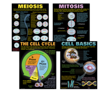 POSTER SET: CELLS
