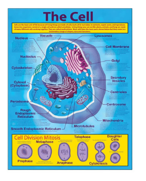 CHARTLET: THE CELL 17"X22"
