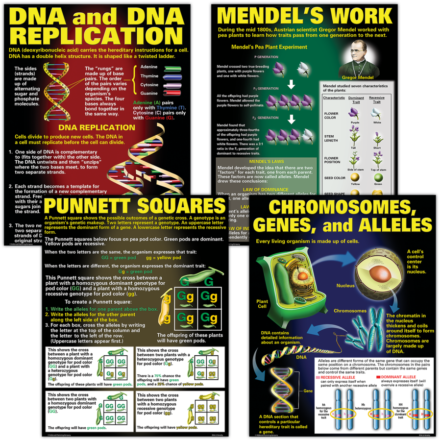 BULLETIN BOARD SET DNA &amp; HEREDITY