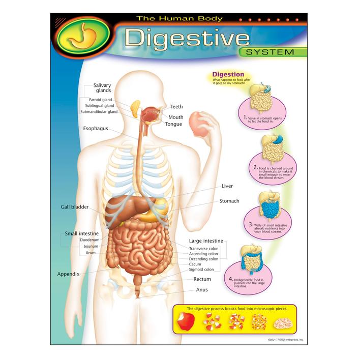 THE HUMAN BODY: DIGESTIVE SYSTEM 17"X22"