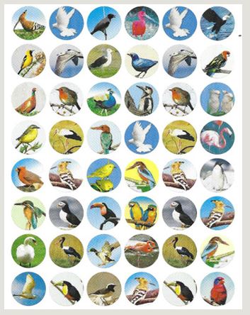 STICKERS: BIRDS 10 SHEETS